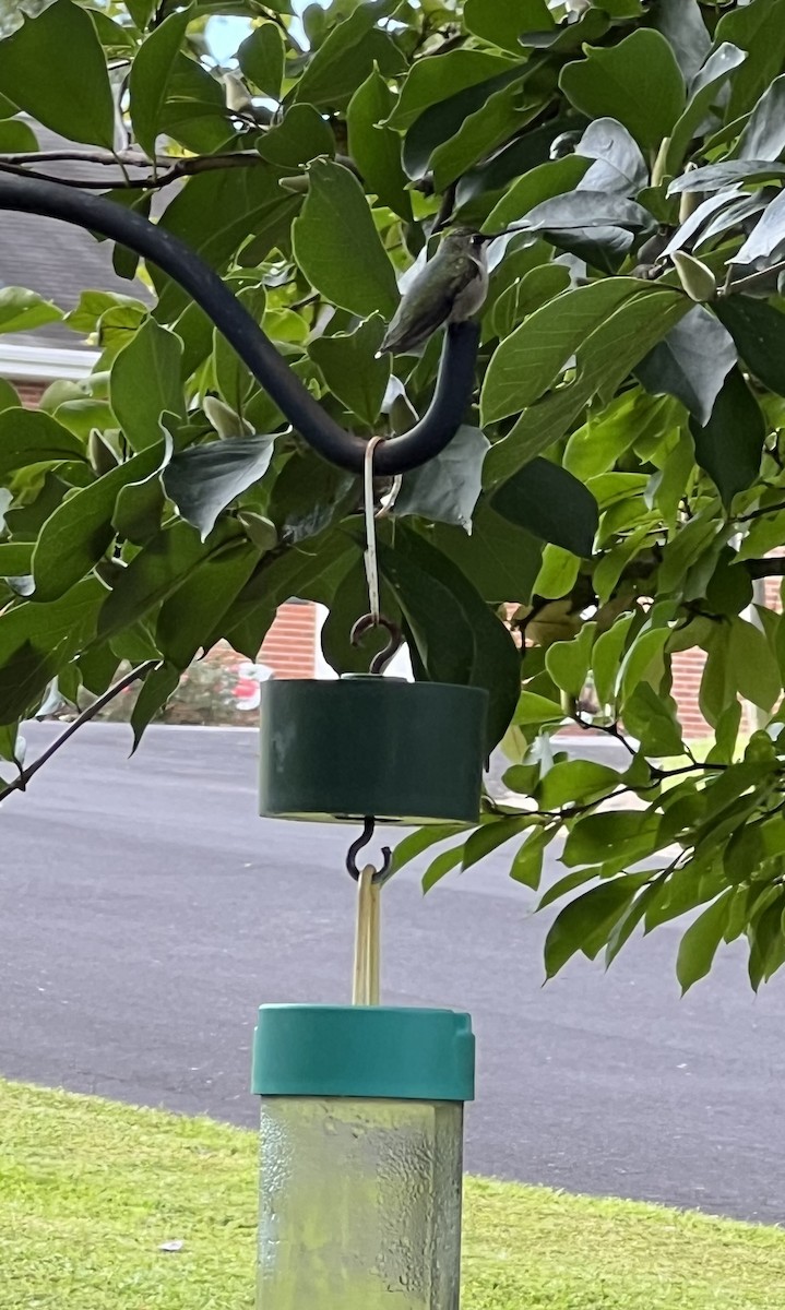 Ruby-throated Hummingbird - ML641133098