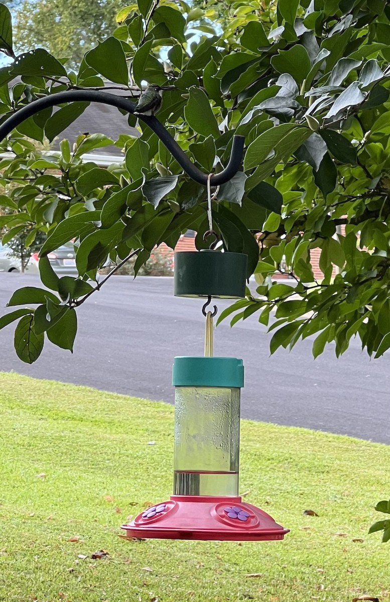 Ruby-throated Hummingbird - ML641133099