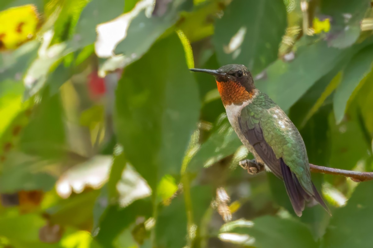 Ruby-throated Hummingbird - ML641133100