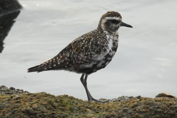 Pacific Golden-Plover - ML641133110
