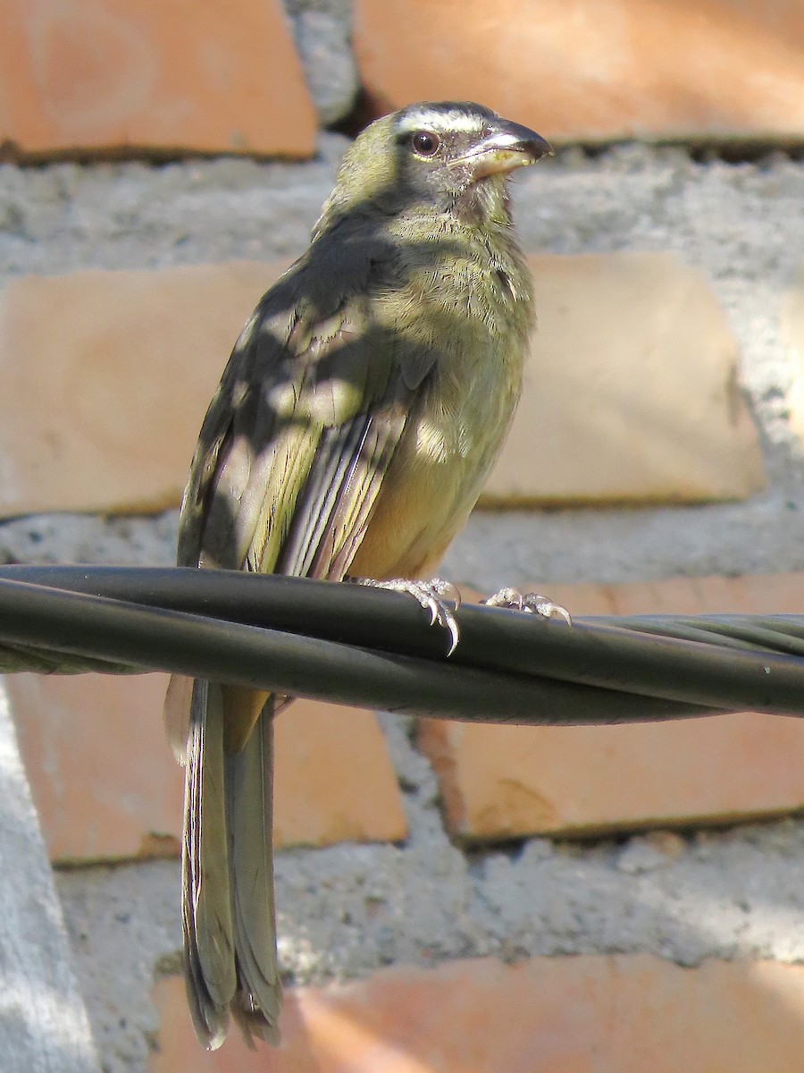 Cinnamon-bellied Saltator - ML641133144