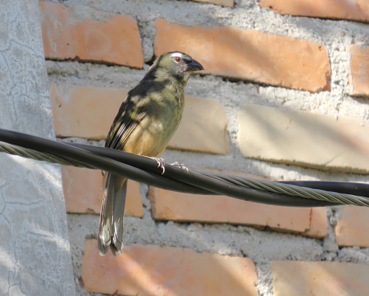 Cinnamon-bellied Saltator - ML641133147