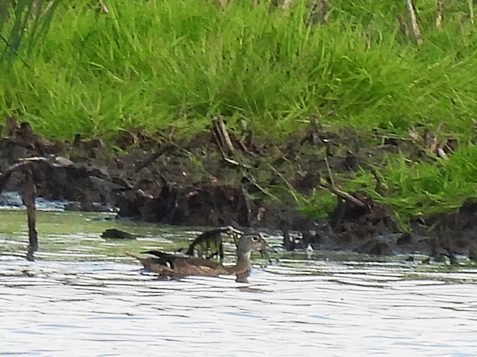 Wood Duck - ML641133171