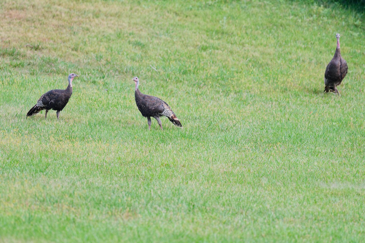 Wild Turkey - ML641133176