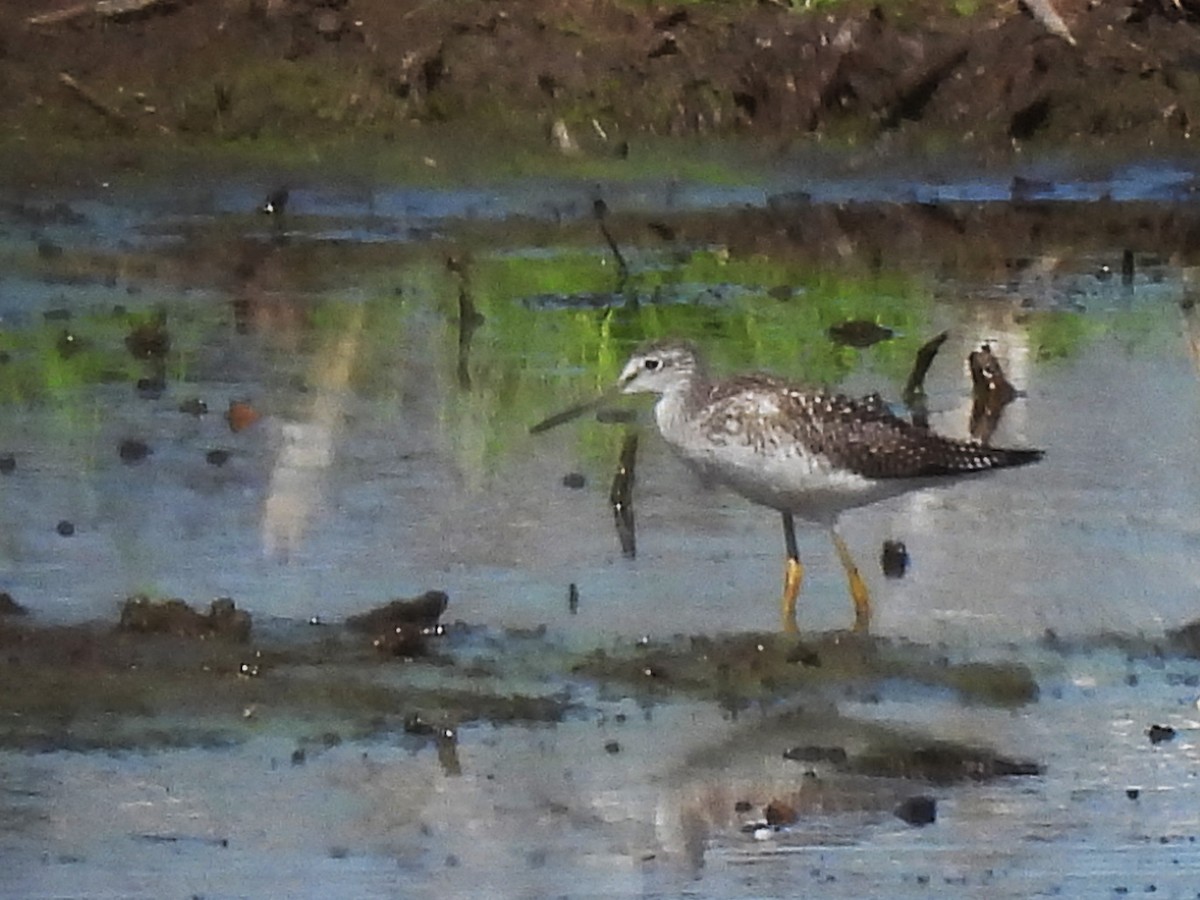 plystresnipe - ML641133193