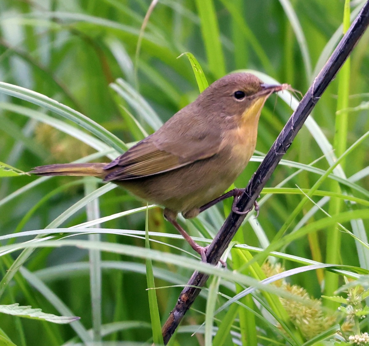 Paruline masquée - ML641133207