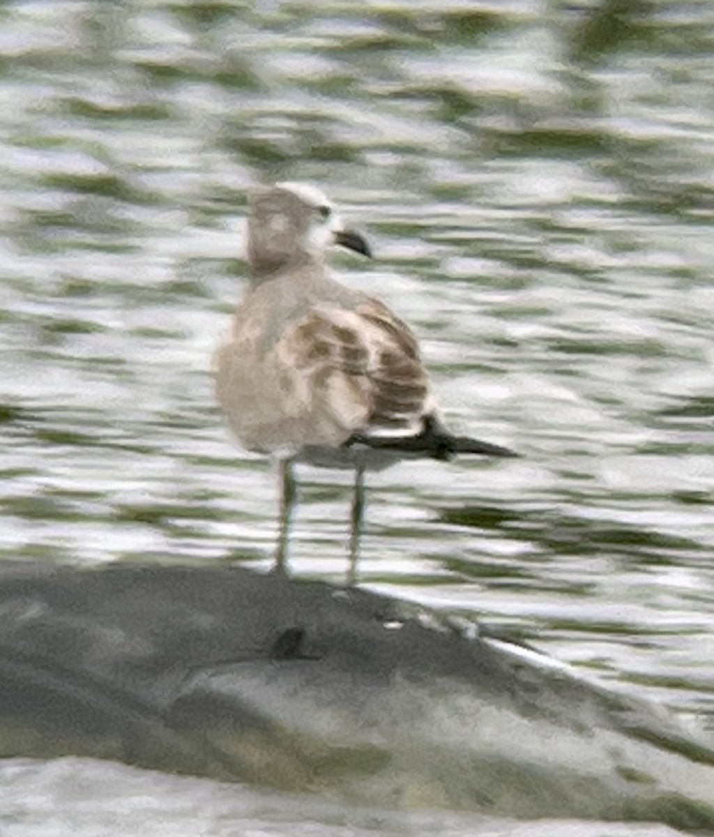 Laughing Gull - ML641133208