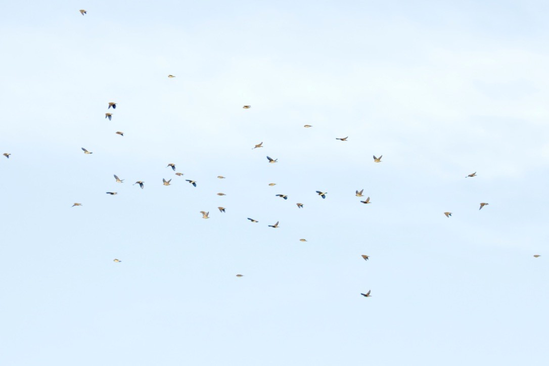 passerine sp. - ML641133216