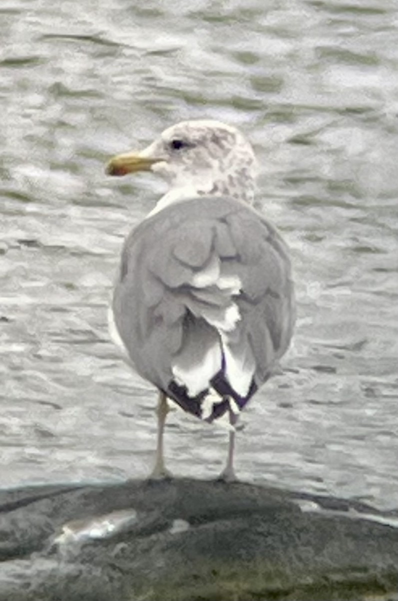 California Gull - ML641133223