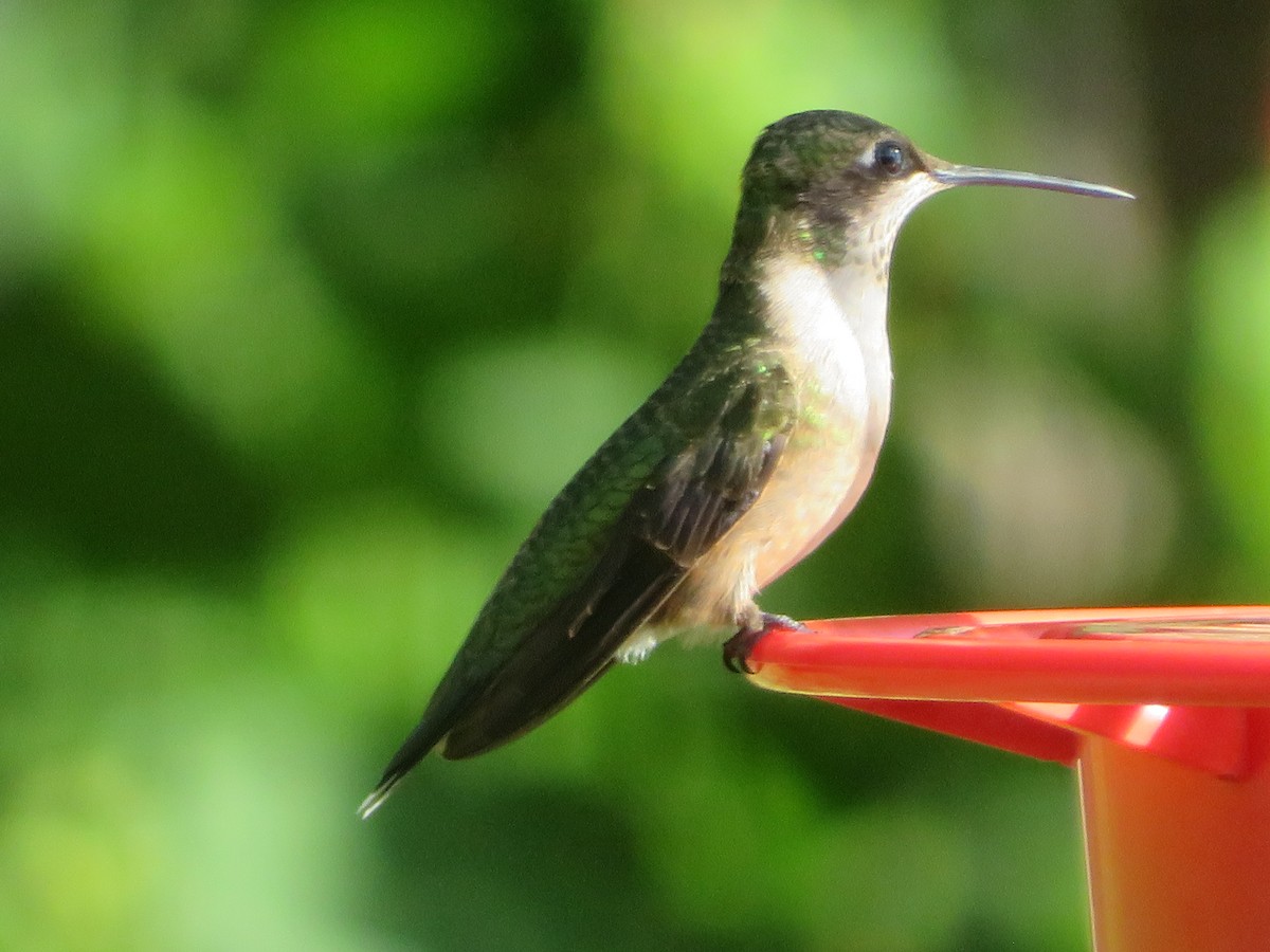 Ruby-throated Hummingbird - ML641133239