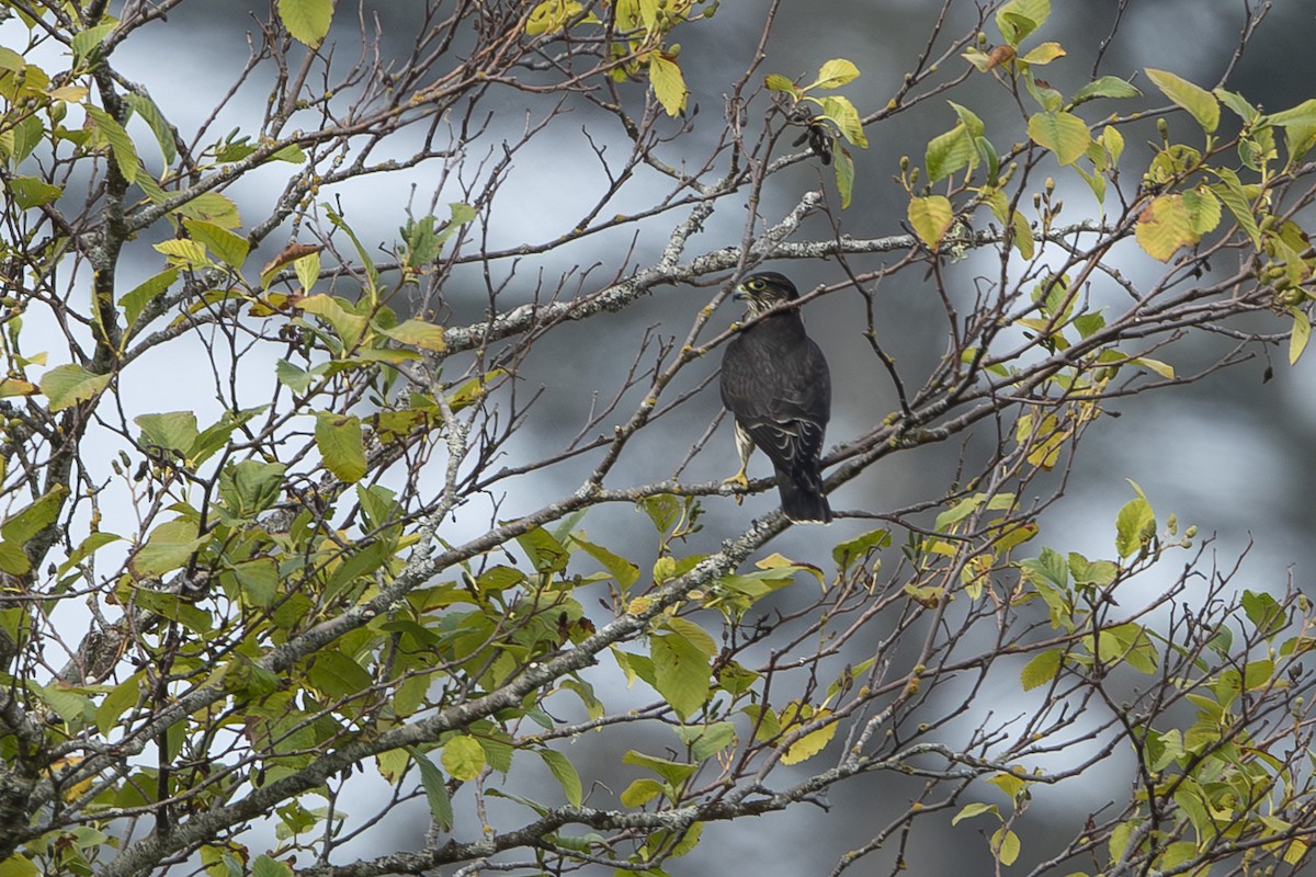 Merlin - ML641133243