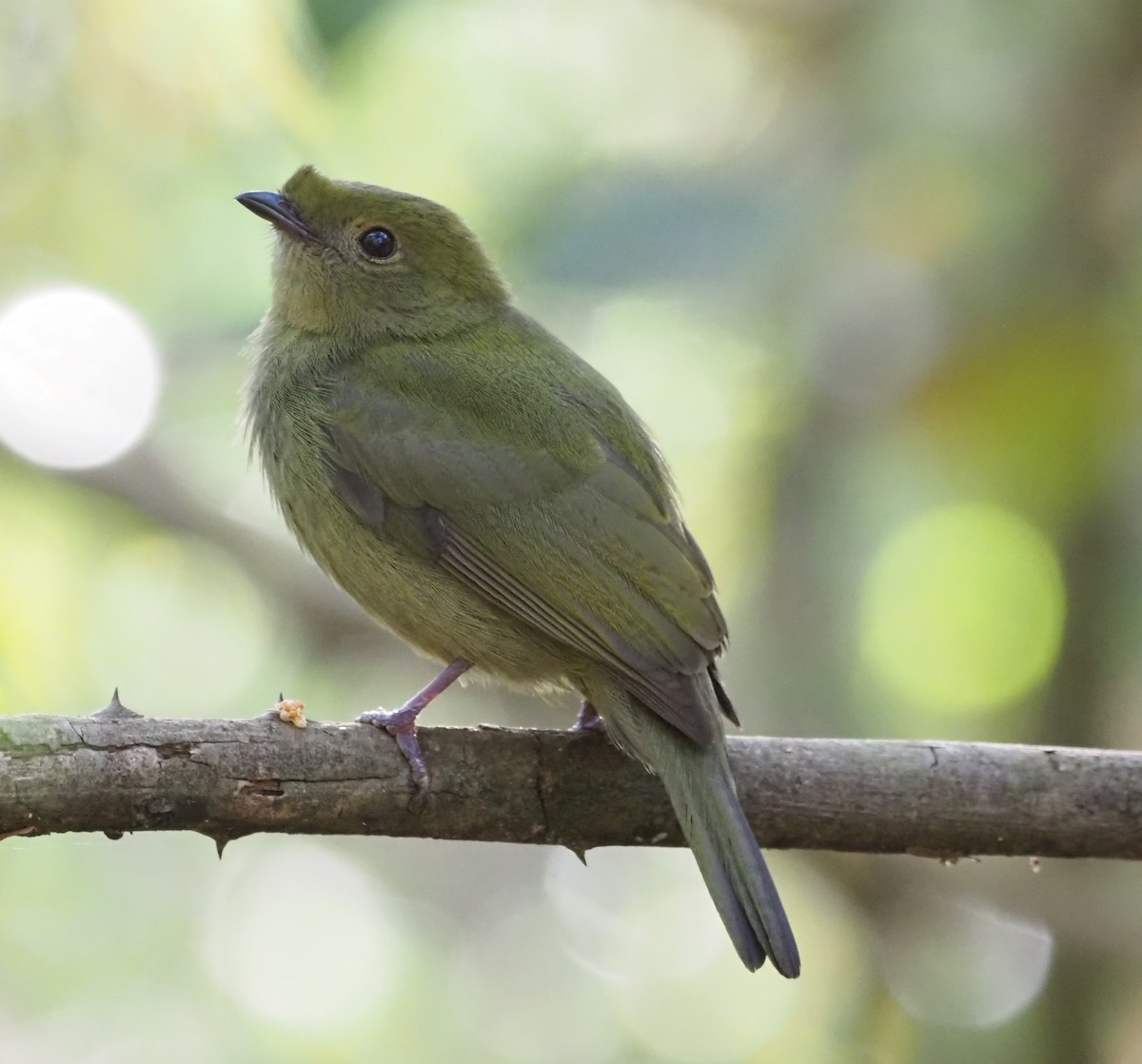 Helmeted Manakin - ML641133253
