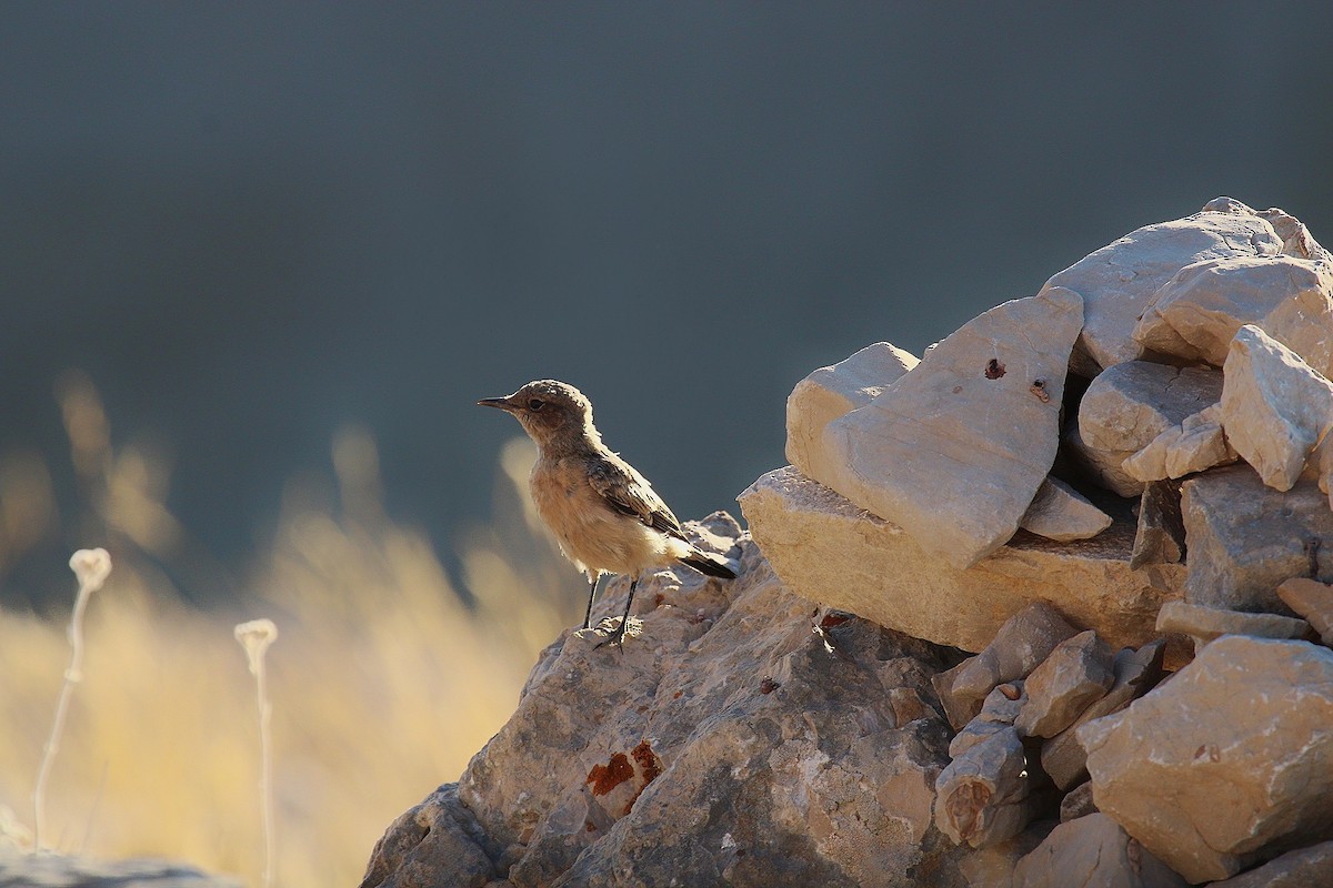 Eastern Black-eared Wheatear - ML641133258