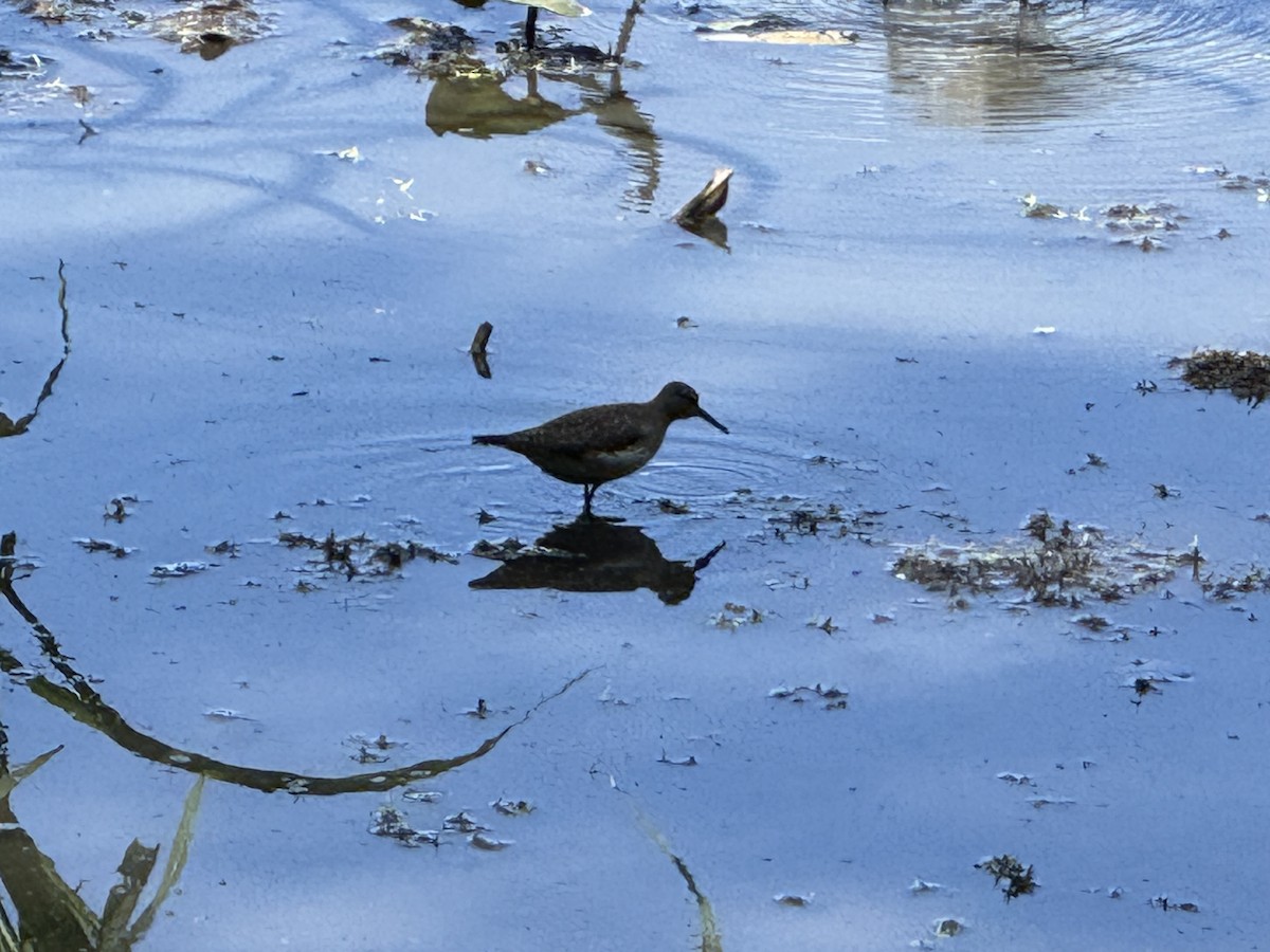 Solitary Sandpiper - ML641133263