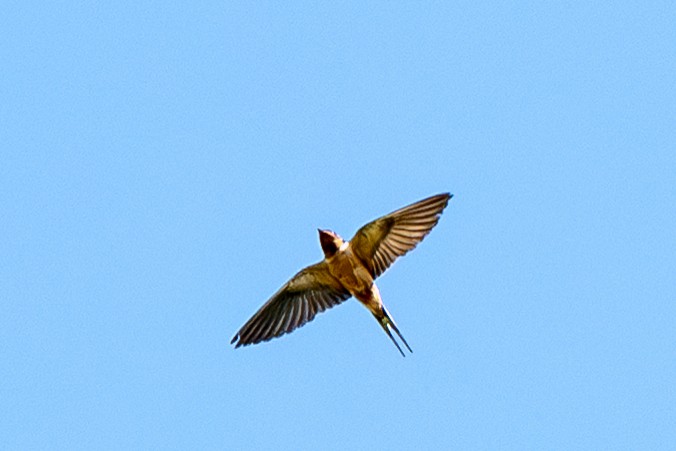 Barn Swallow - ML641133277