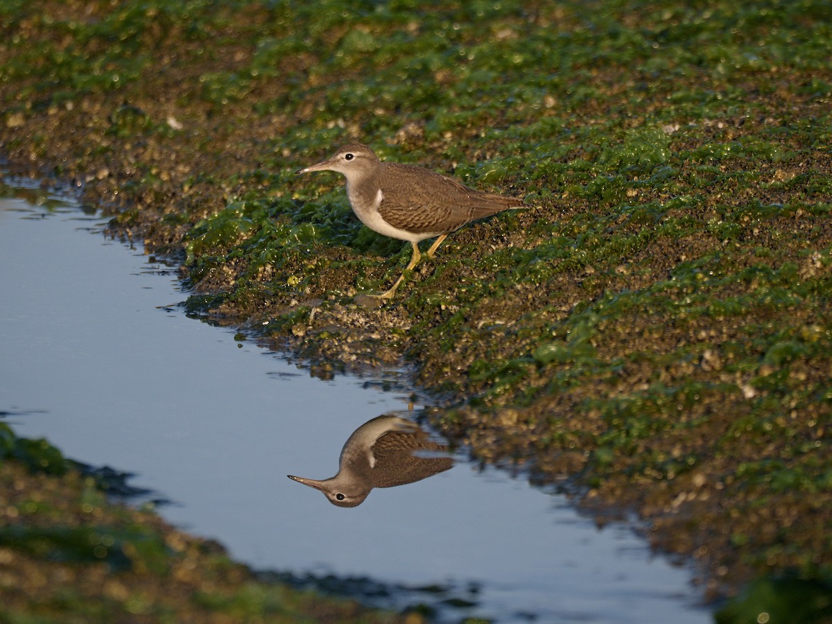 Spotted Sandpiper - ML641133283