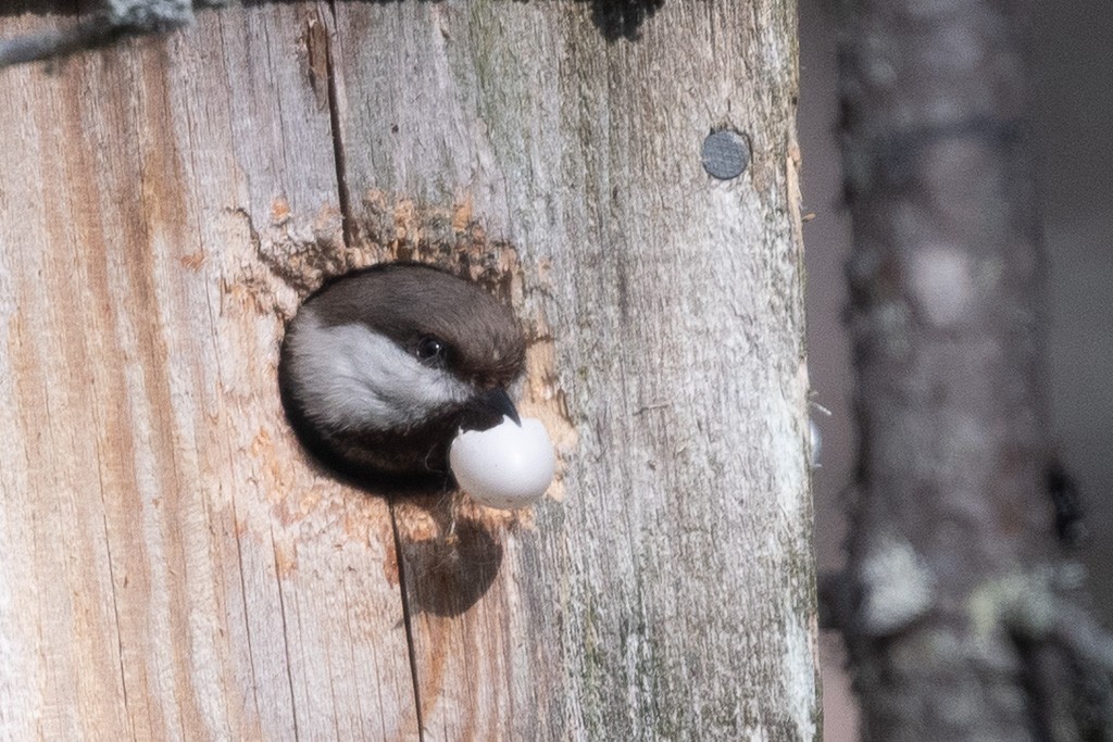 Gray-headed Chickadee - ML641133285