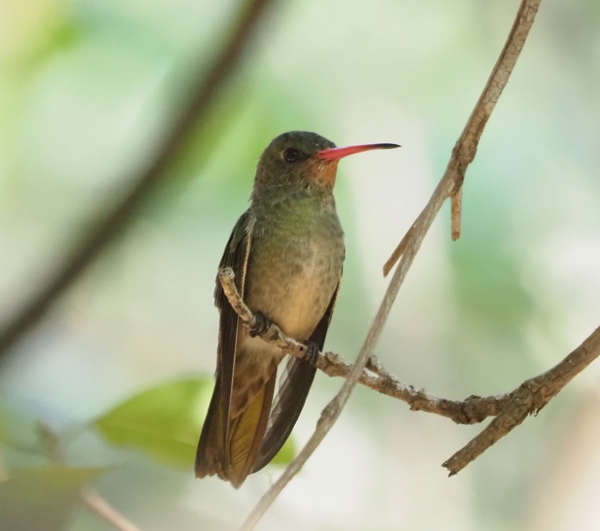 Gilded Hummingbird - ML641133306