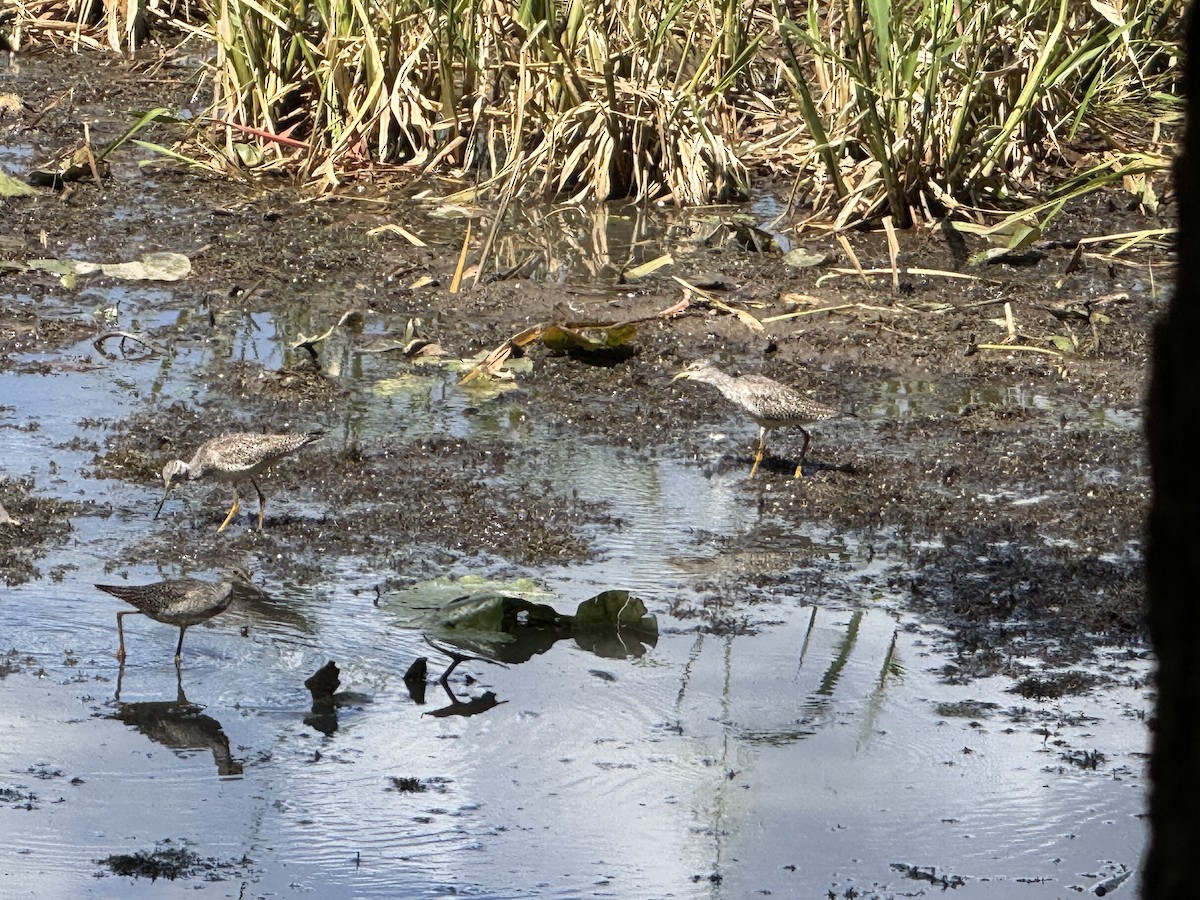 plystresnipe - ML641133307