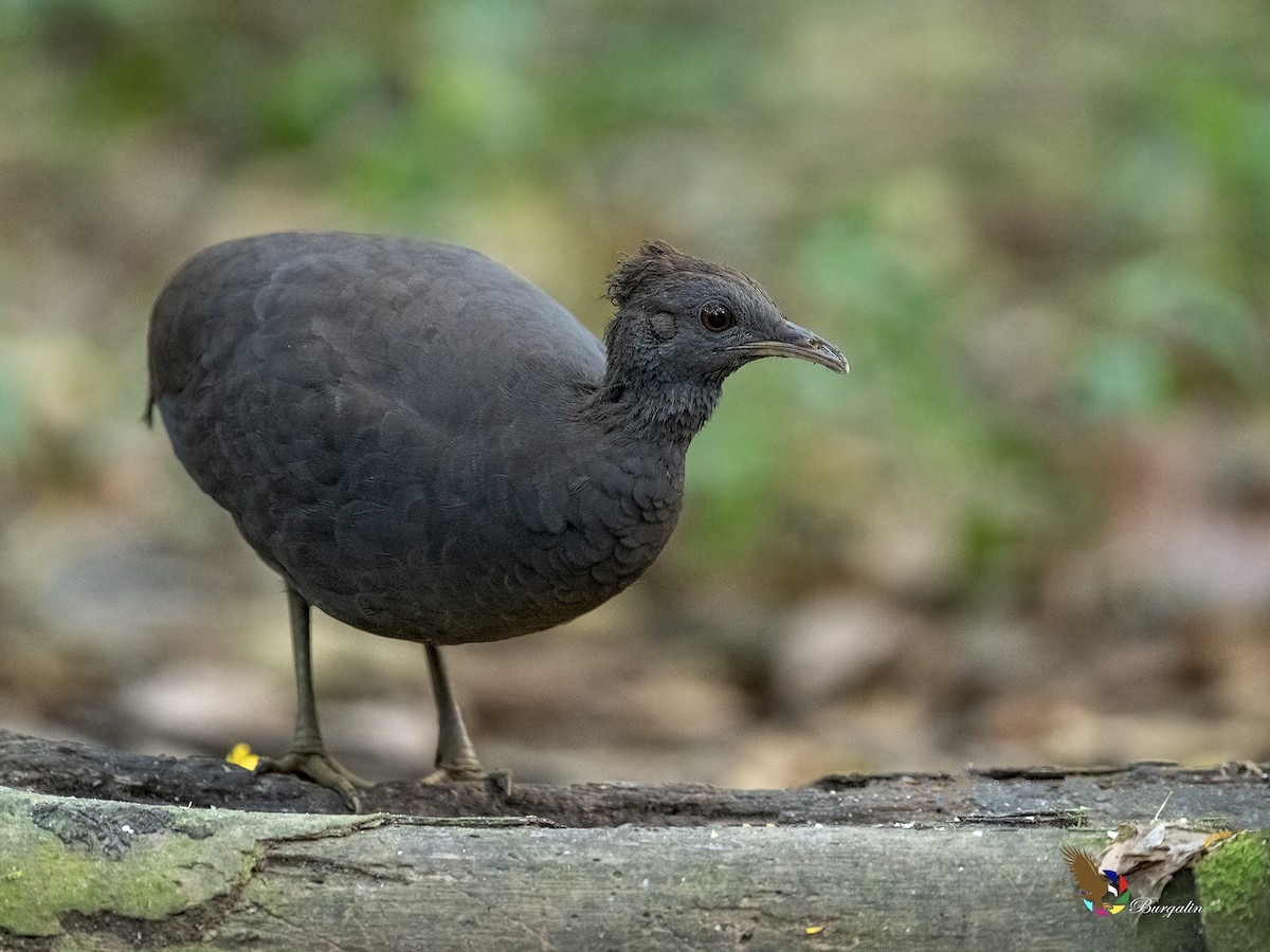 Cinereous Tinamou - ML641133320