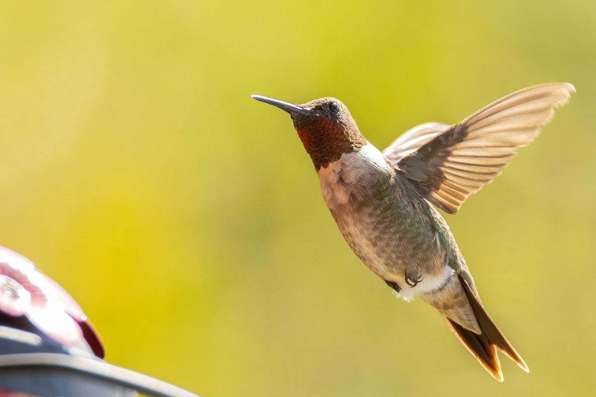 Ruby-throated Hummingbird - ML641133322