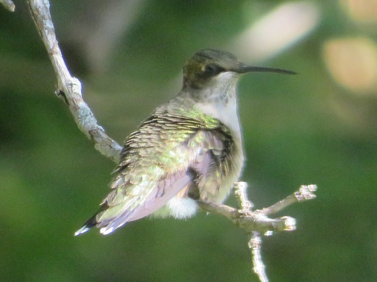 Ruby-throated Hummingbird - ML641133323