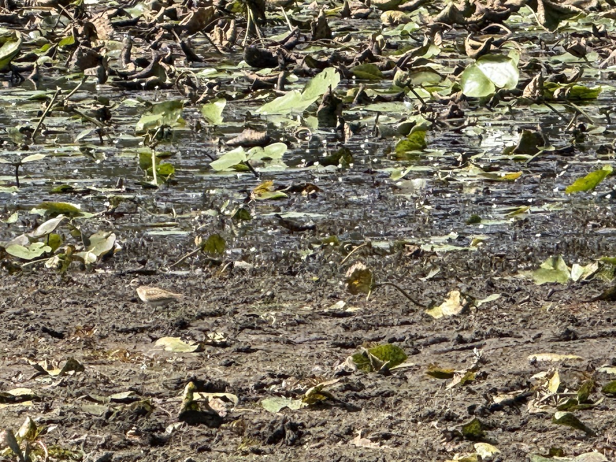 Txirri erdipalmatua - ML641133329