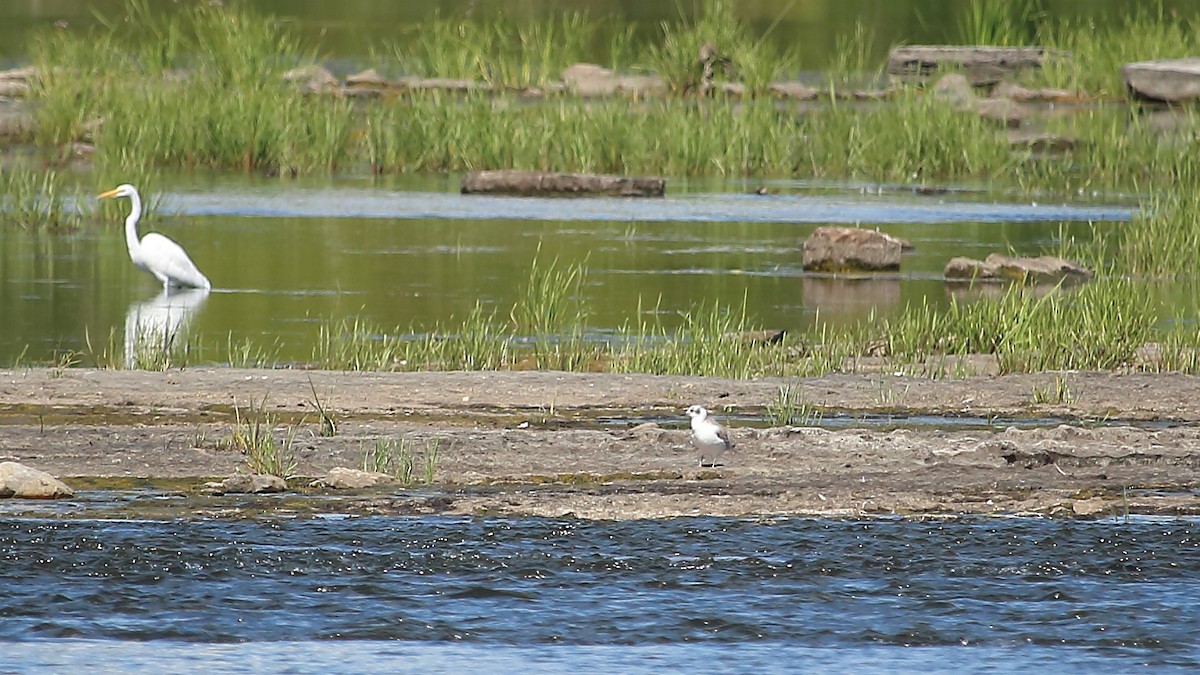 Bonaparte's Gull - ML641133354