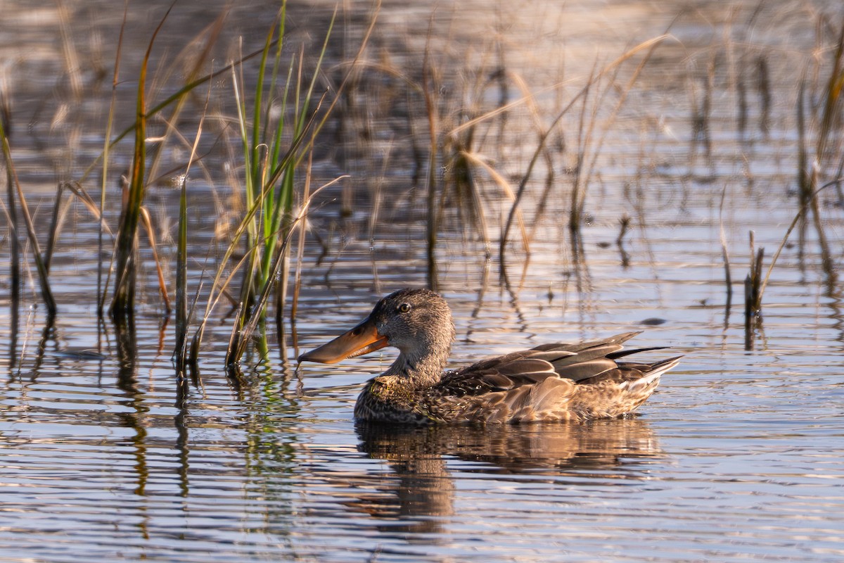 Халбага нугас - ML641133366
