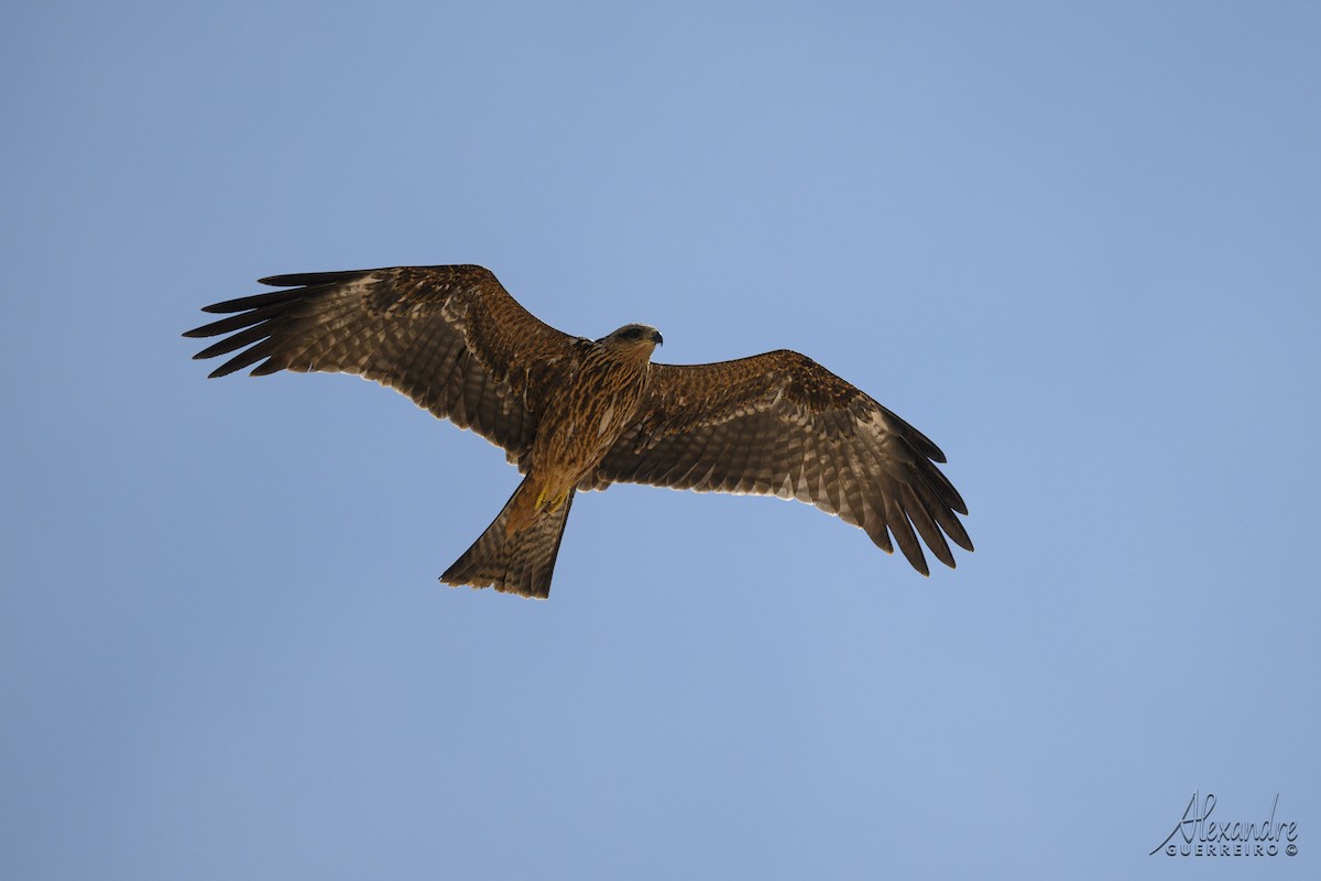 Black Kite - ML641133388