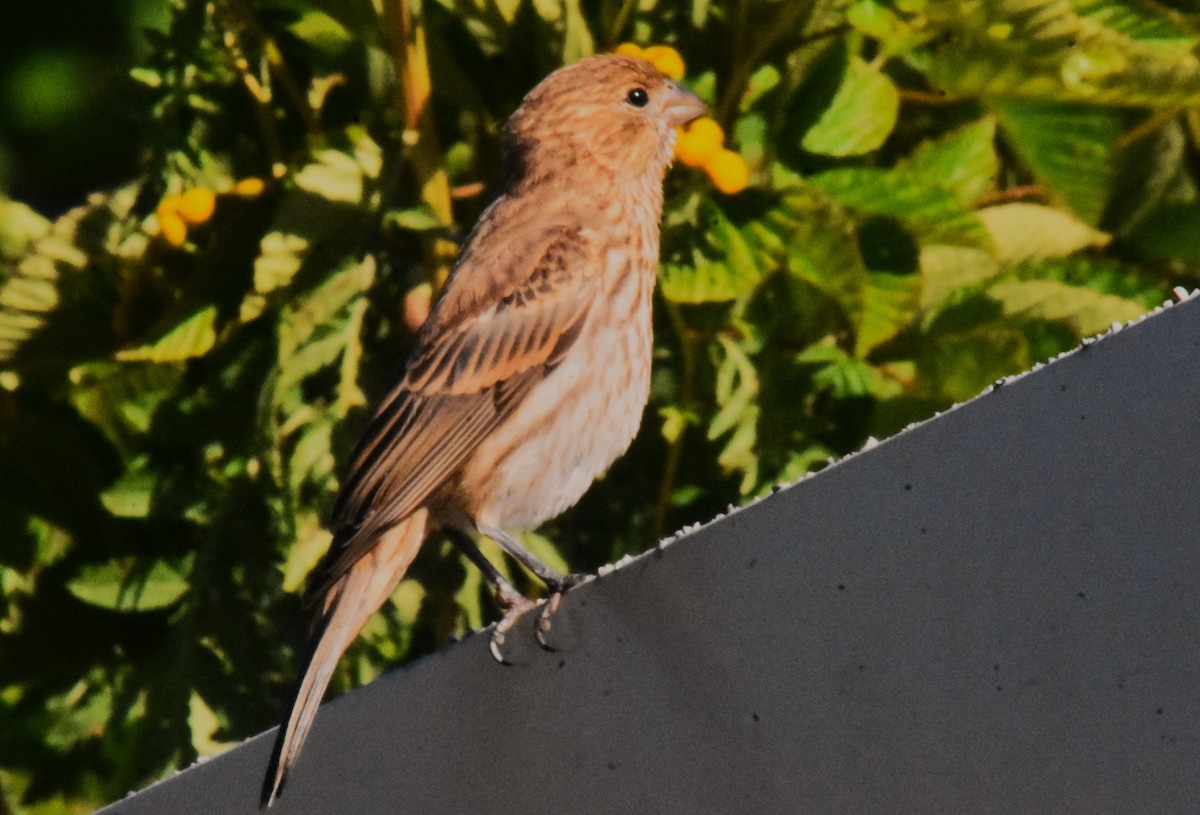 Field Sparrow - ML641133416