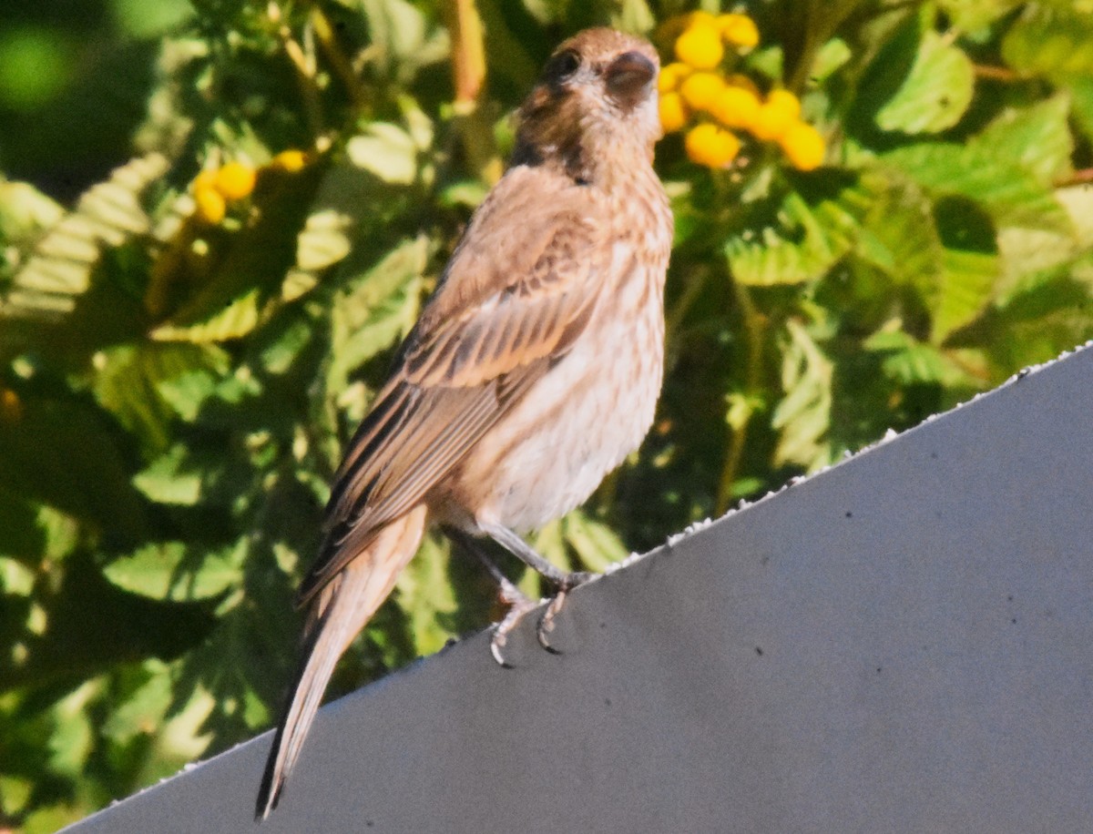 Field Sparrow - ML641133417