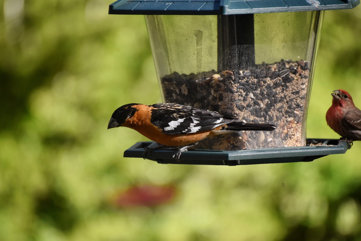 Black-headed Grosbeak - ML641133419