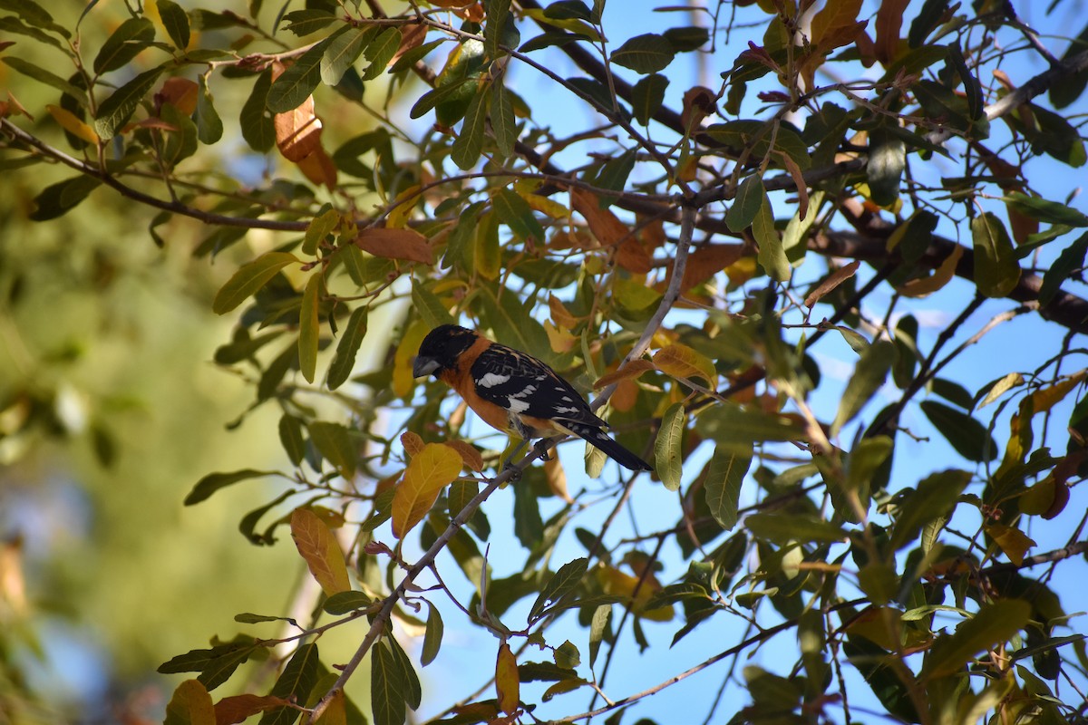Black-headed Grosbeak - ML641133420