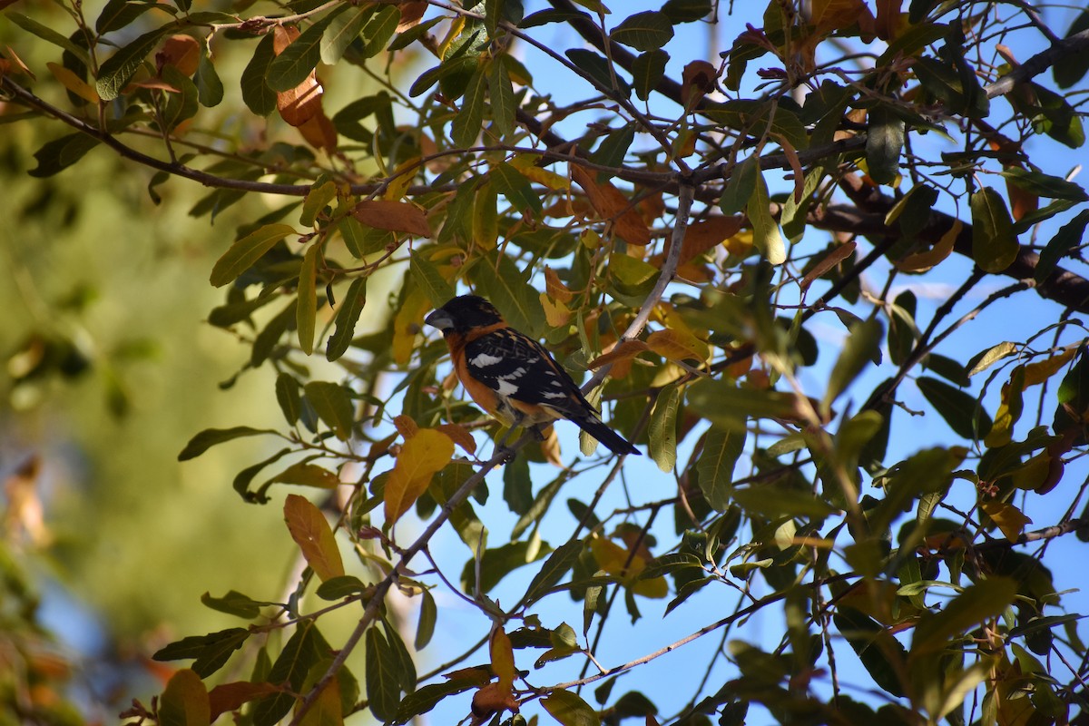 Black-headed Grosbeak - ML641133421
