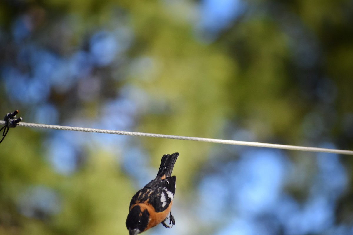 Black-headed Grosbeak - ML641133423