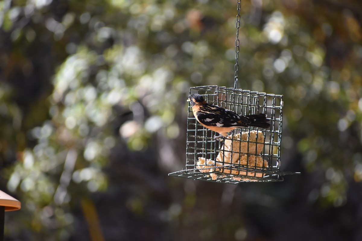 Black-headed Grosbeak - ML641133425