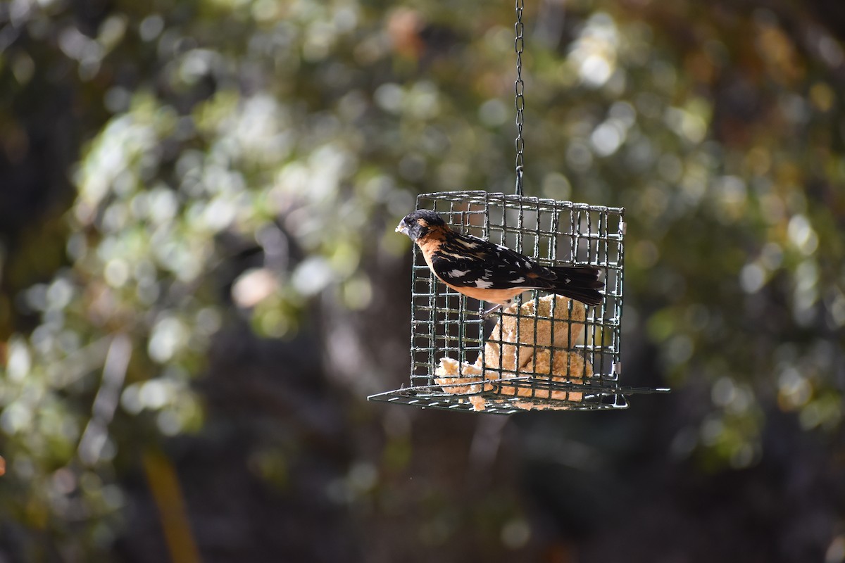 Black-headed Grosbeak - ML641133426