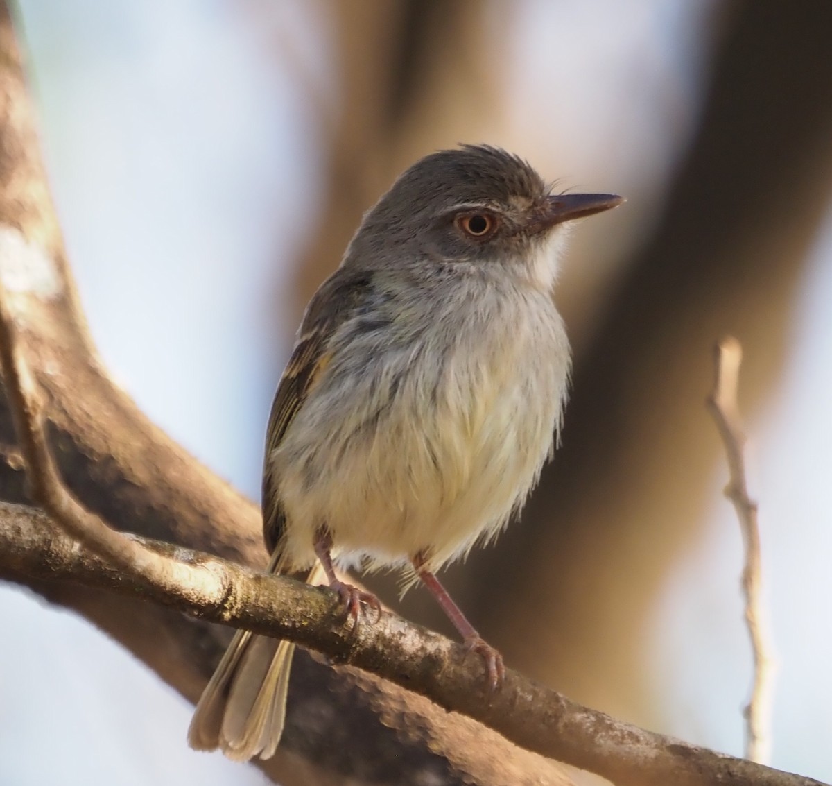 Pearly-vented Tody-Tyrant - ML641133435