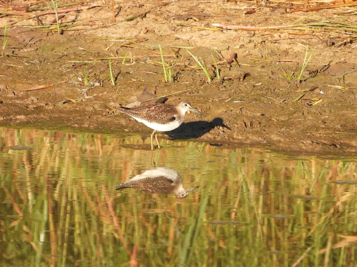 Solitary Sandpiper - ML641133461