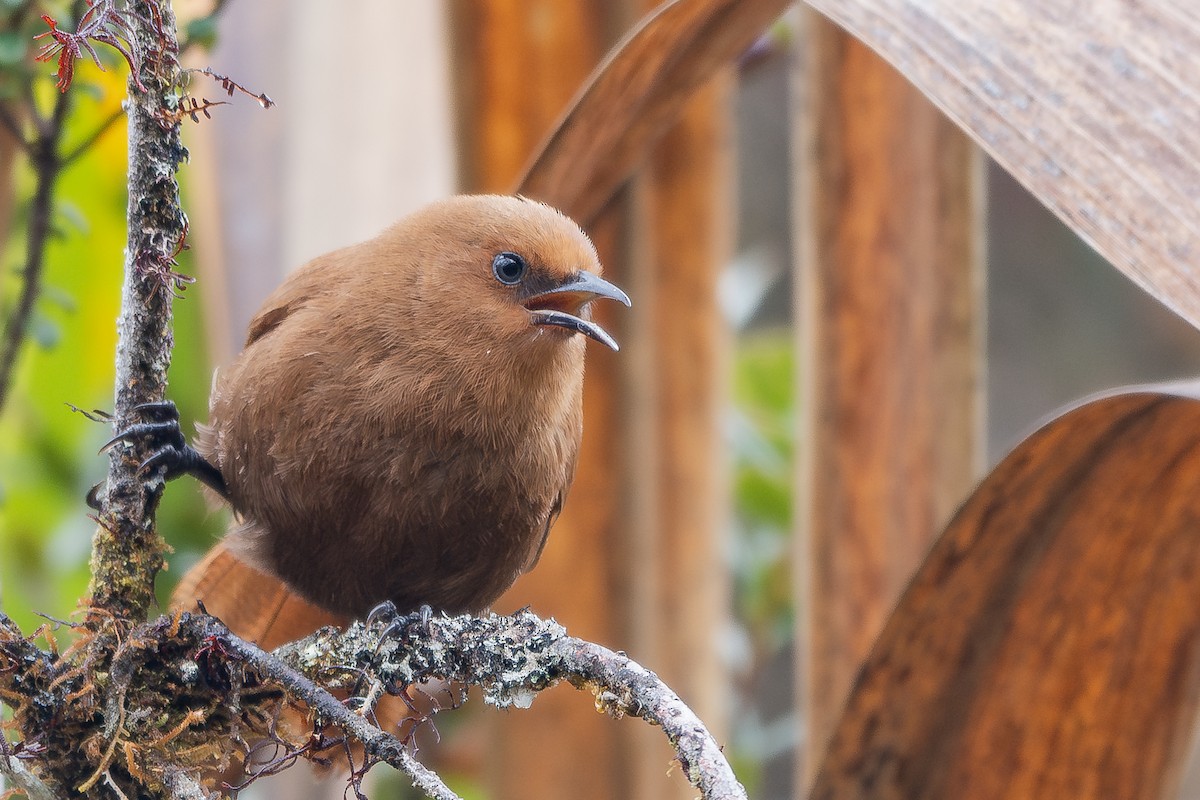 Rufous Spinetail - ML641133478