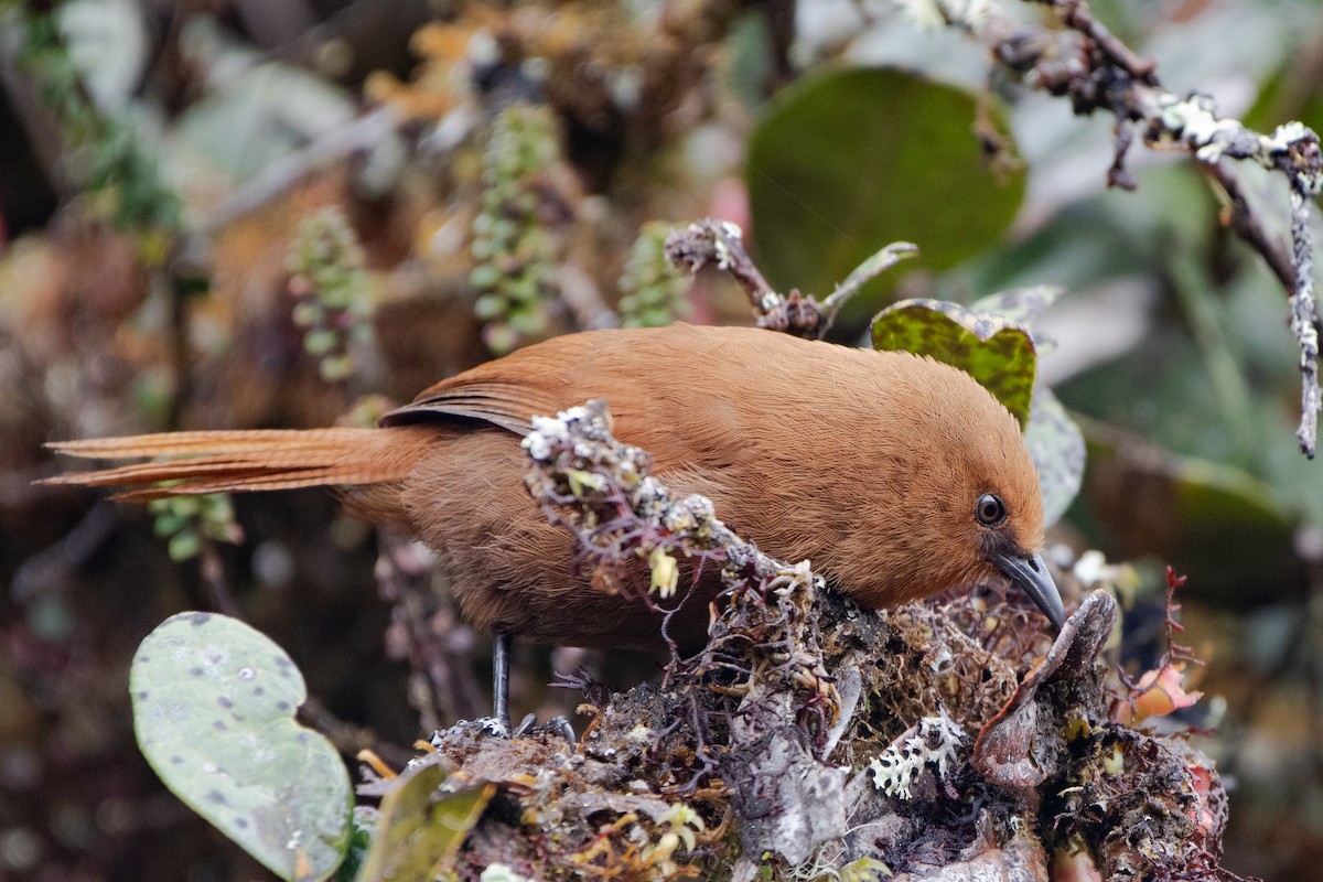 Rufous Spinetail - ML641133479