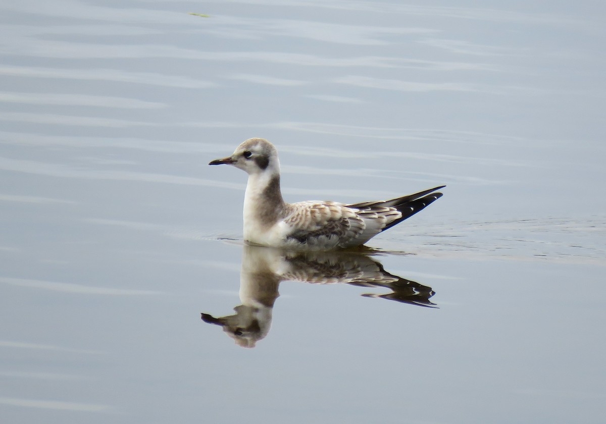 Bonaparte's Gull - ML641133492