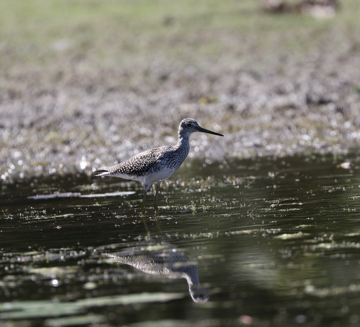 plystresnipe - ML641133502
