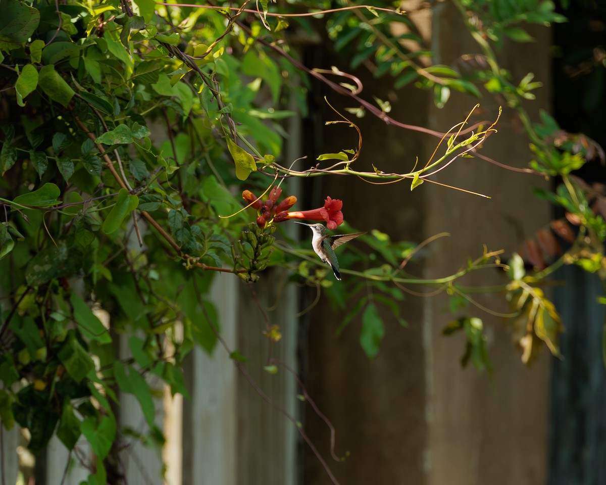 Ruby-throated Hummingbird - ML641133529