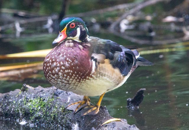 Wood Duck - ML641133541