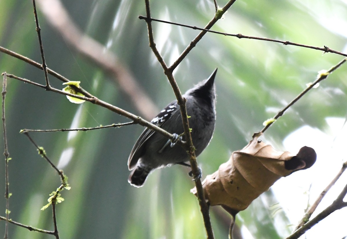 Salvadori's Antwren - ML641133553