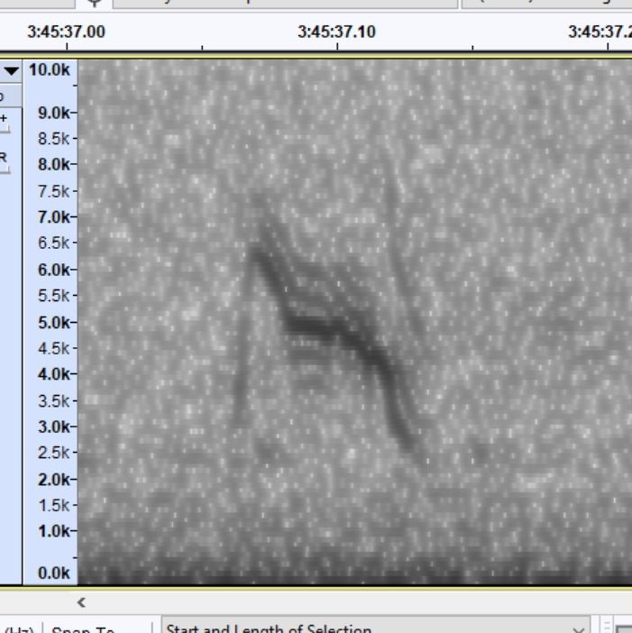 passerine sp. - ML641133581