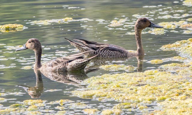 Northern Pintail - ML641133586