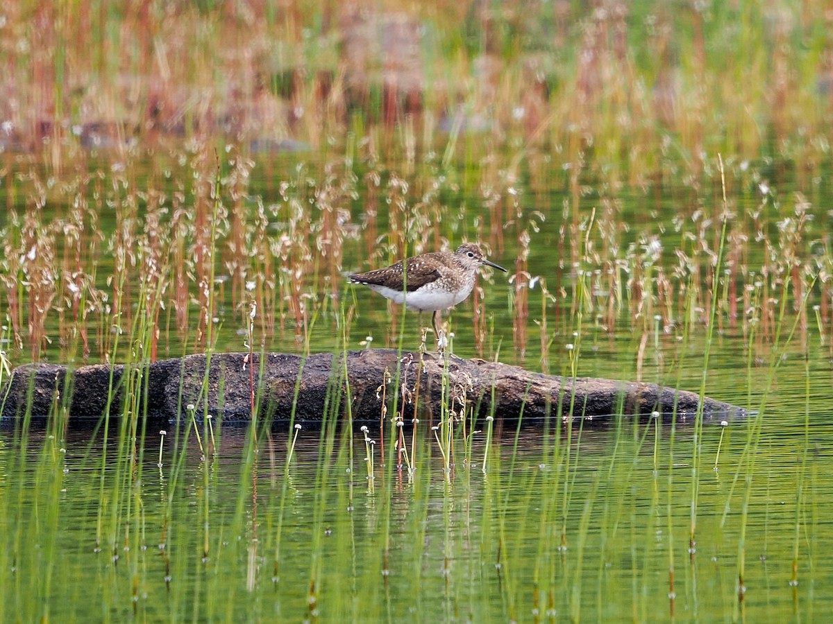 Solitary Sandpiper - ML641133593